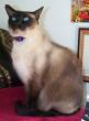 Fritz_on_a_Towel
