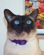 Fritzs_Sweet_Face