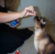 administer-treat-1