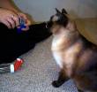 administer-treat-2